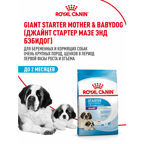 Royal Canin Giant Starter (Джайнт Стартер) - Сухой корм для щенков гигантских пород до 2 месяцев (15 кг)