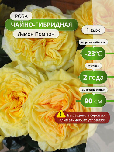 Изображение товара Роза чайно-гибридная "Лемон Помпон", многолетняя, жёлтая, 80 см