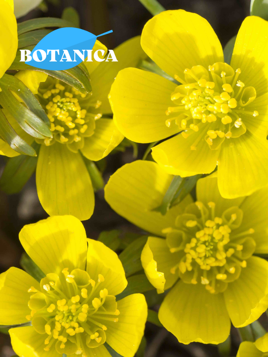 Луковицы цветов botanica garden Эрантис Киликия 10 штук (желтый)