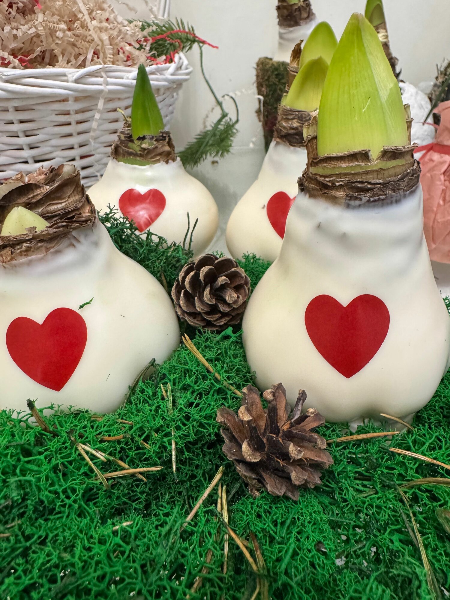 Луковица Амариллиса в белом воске Premium