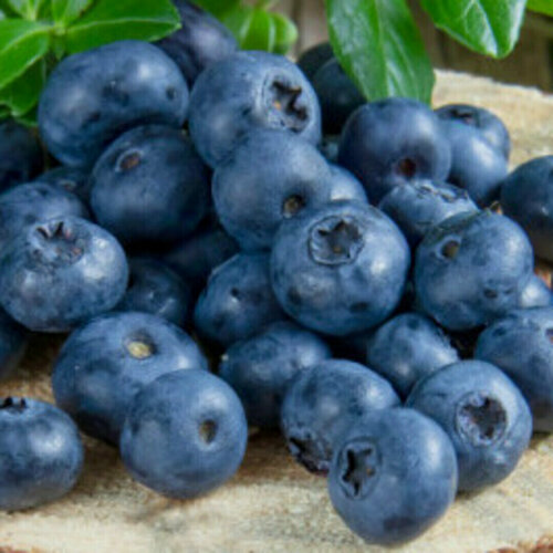 Изображение товара Голубика Латеблю / 1 шт, морозостойкий, высокоурожайный сорт