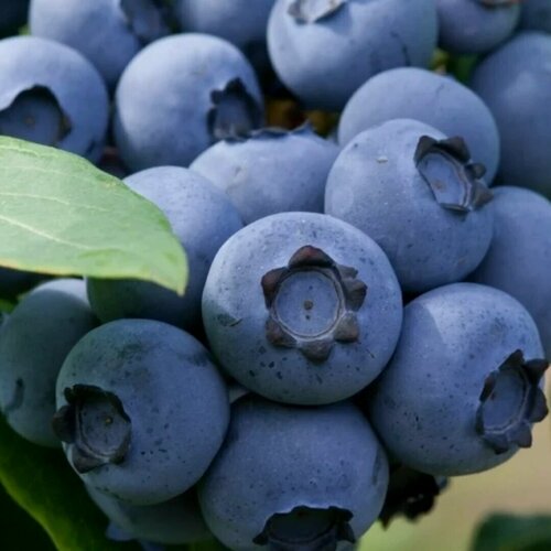 Изображение товара Голубика Биг Блю (Big Blue) / 1 шт, морозостойкий, высокоурожайный сорт