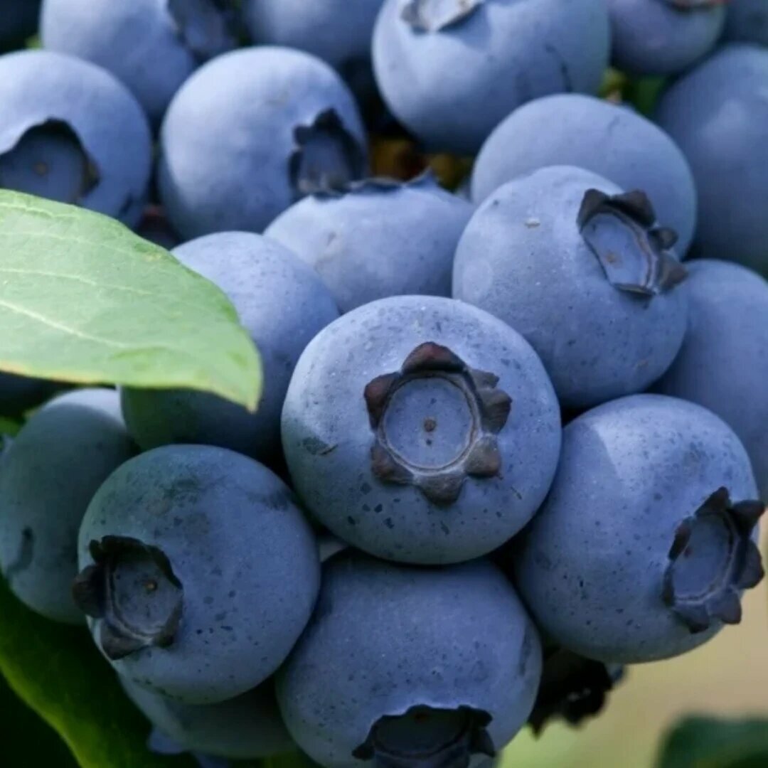 Голубика Биг Блю (Big Blue) / 1 шт морозостойкий высокоурожайный сорт