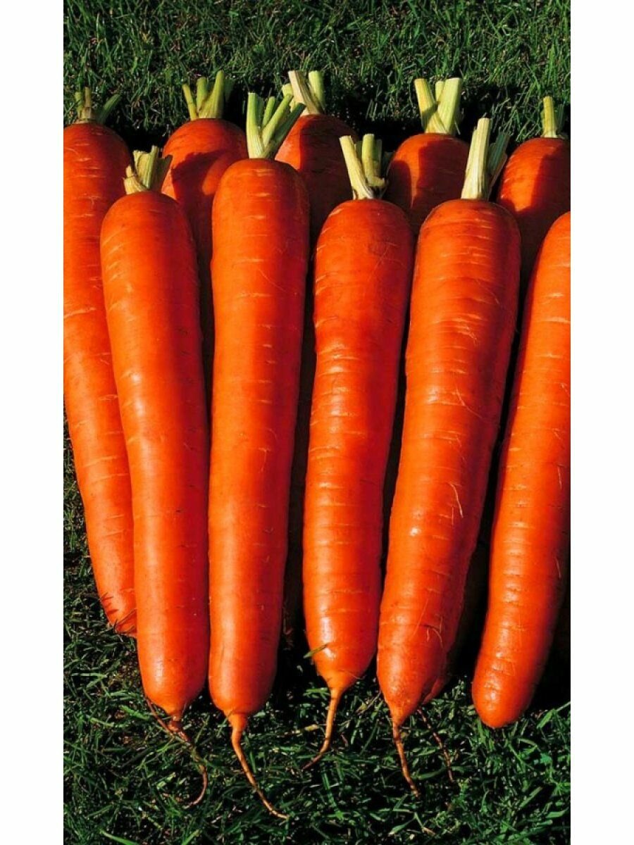 Морковь Сахарный гигант на ленте 8 м Уральский дачник, Семена Марс