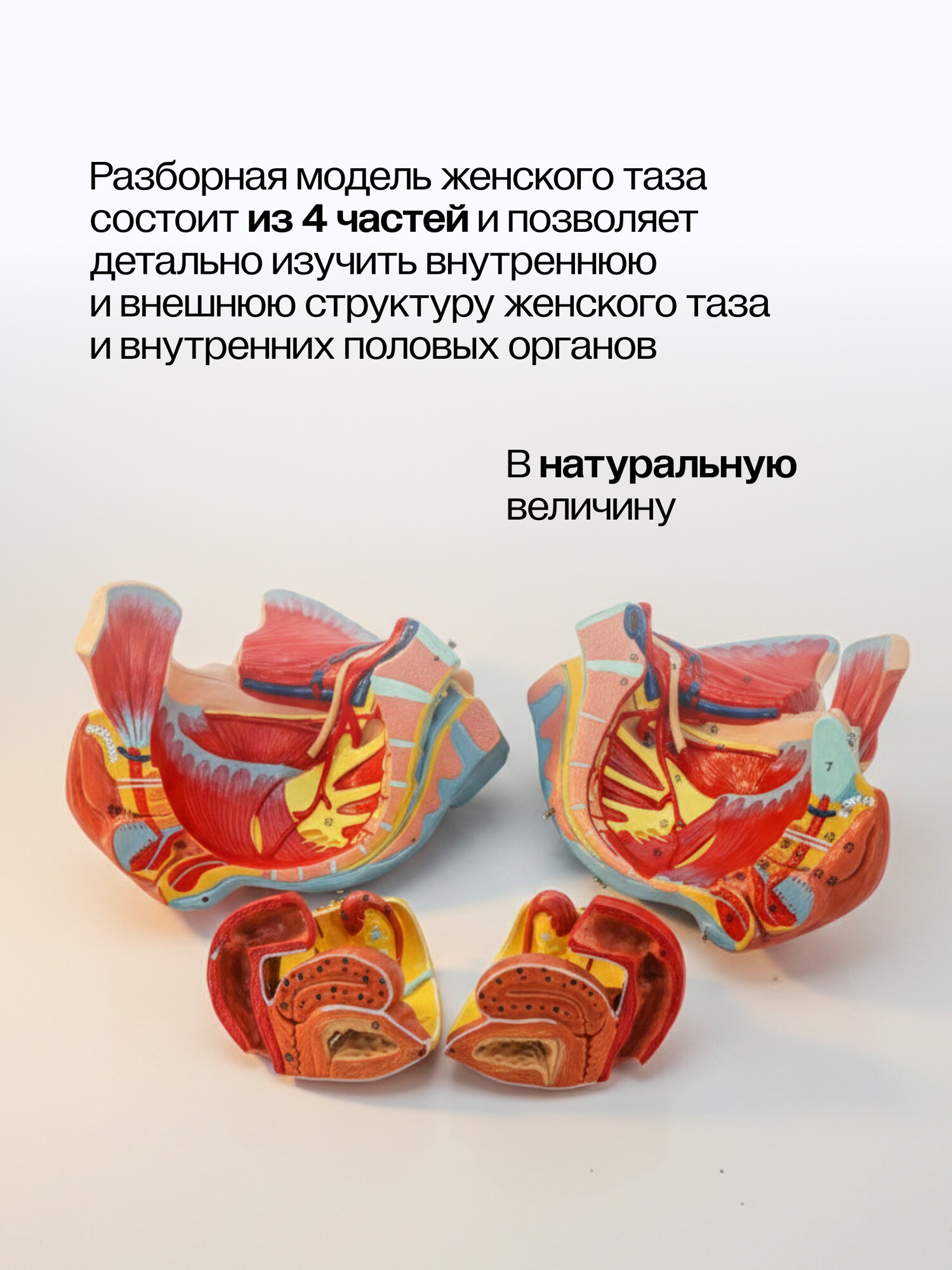 Анатомическая модель Svendsen Corpo Pelvis, ПВХ, 28.5×21×13 см — фото 1