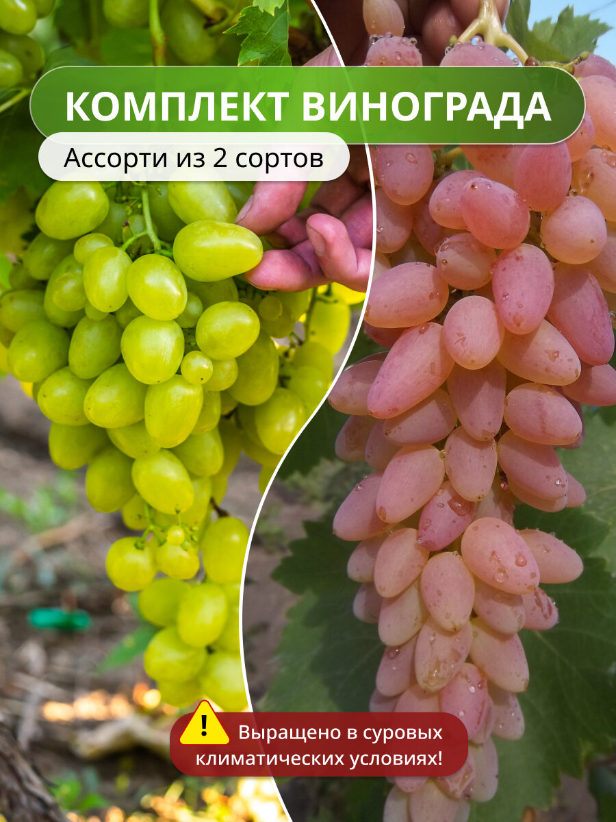 Комплект винограда Ассорти из 2 сортов2 саженца ранний морозоустойчивый
