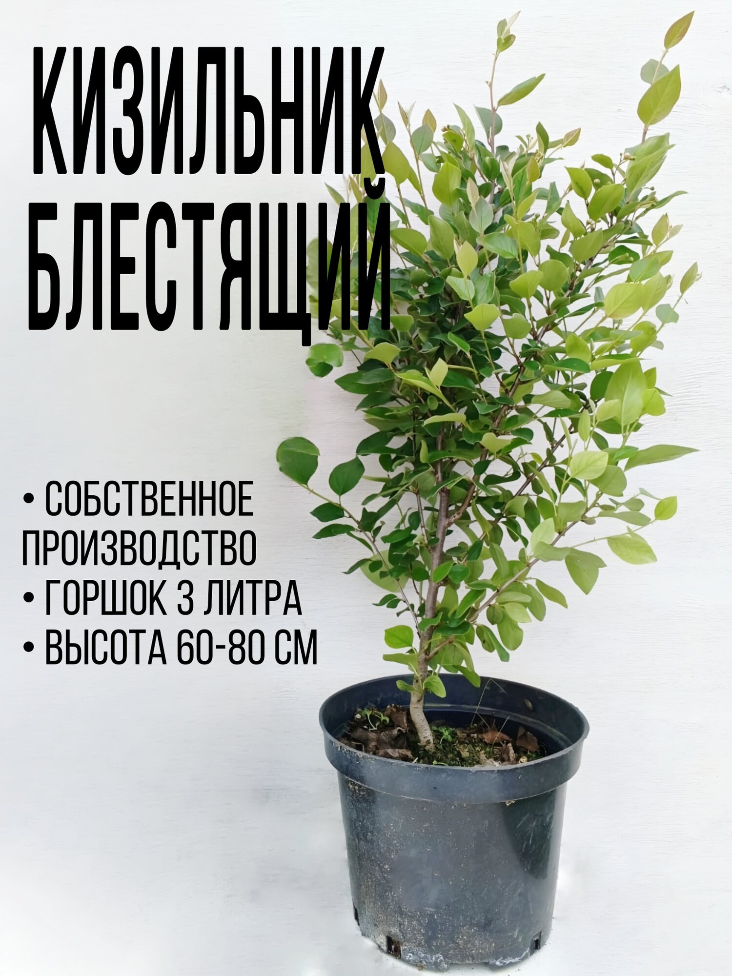 Кизильник Блестящий, 10шт, Горшок С3, Высота 60-80 см, многолетнее
