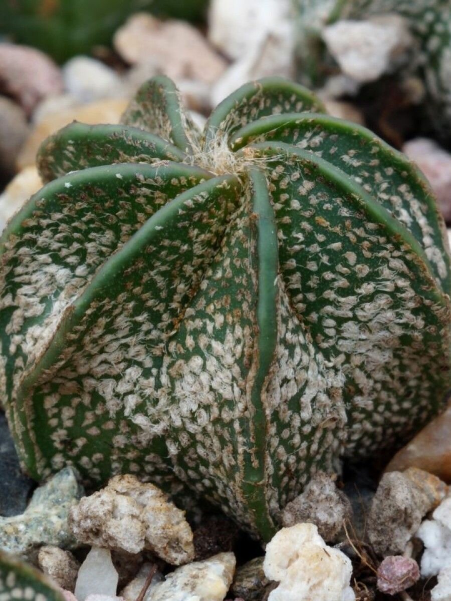 Кактус Astrophytum capricorne PP475 семена 5 штук