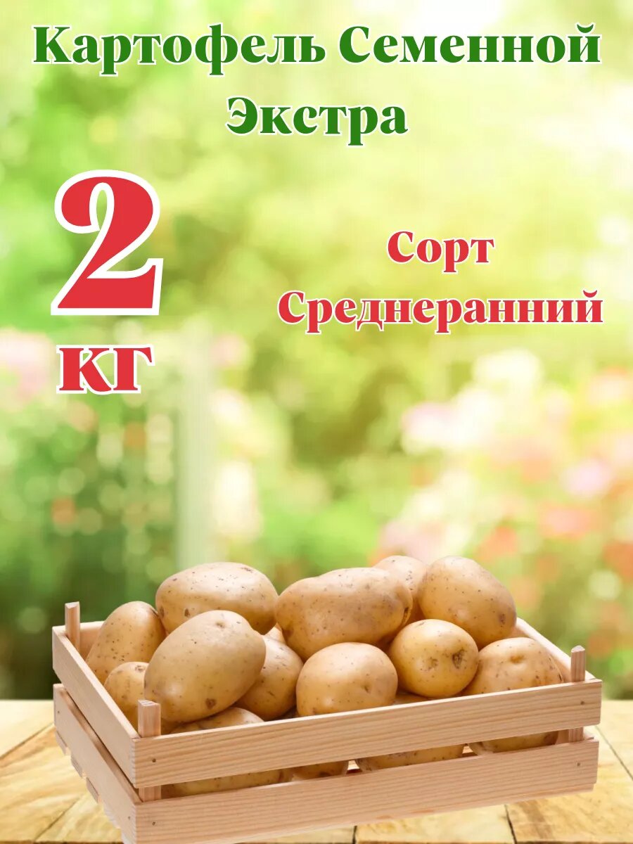 Картофель Семенной Экстра 2кг