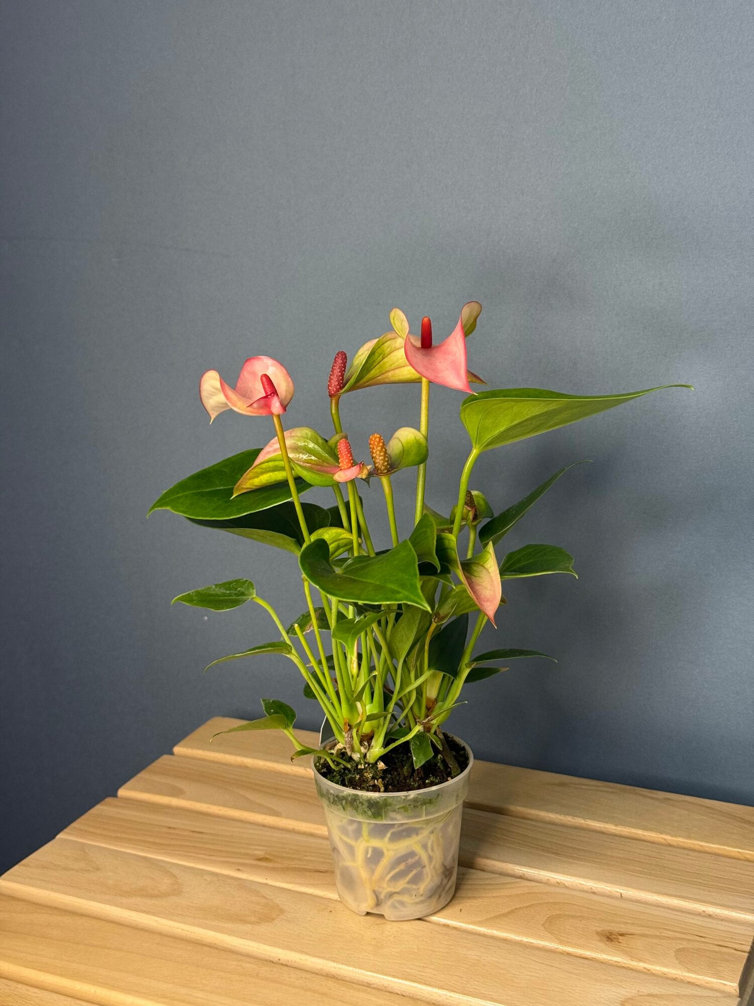 Антуриум Андре (Anthurium andreanum) — миниатюрная версия с нежно-розовыми прицветниками