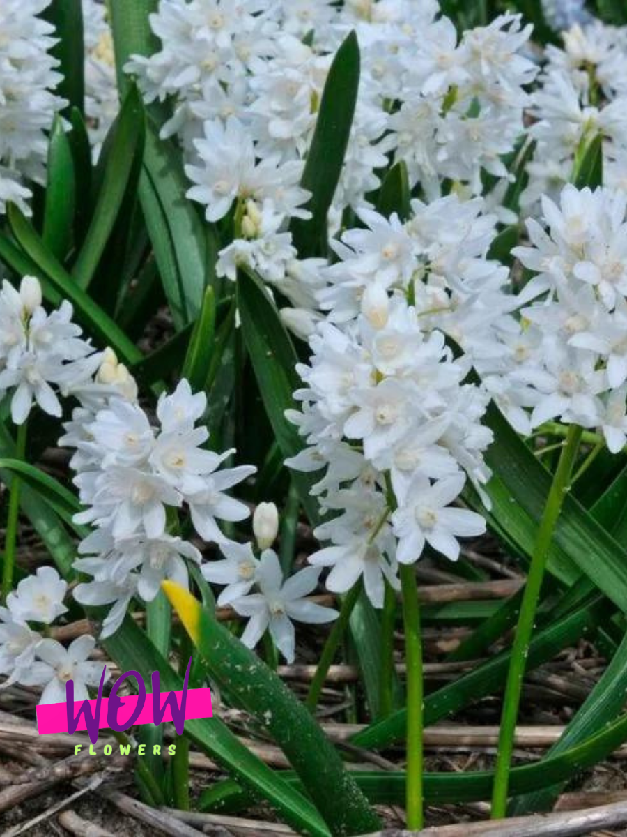 Луковицы цветов  WOW FLOWERS  Пушкиния Либанотика Альба  белые ( 20 штук )