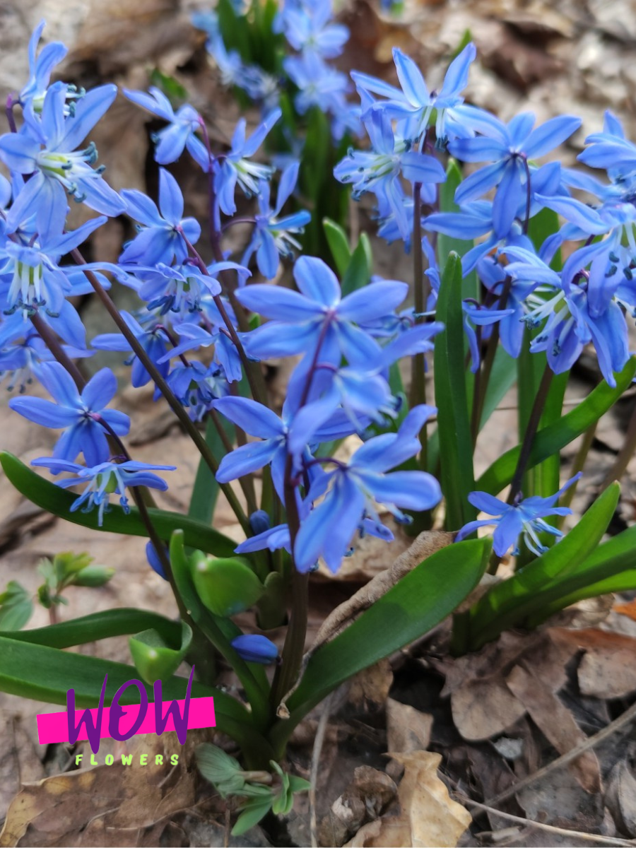 Луковицы цветов  WOW FLOWERS  Сцилла Сиберика  голубые ( 10 штук )