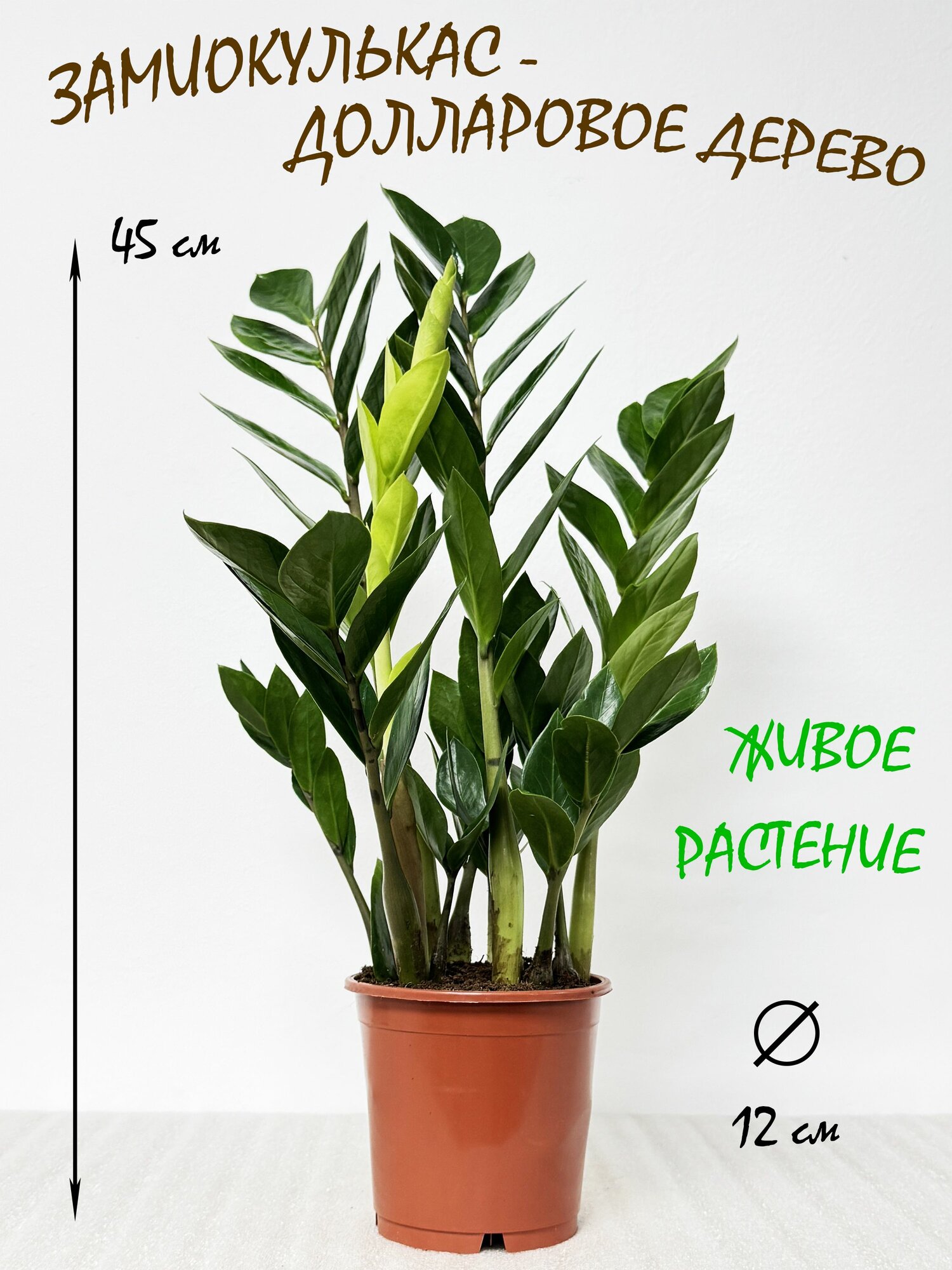 Замиокулькас в горшке живой высота 40-50см