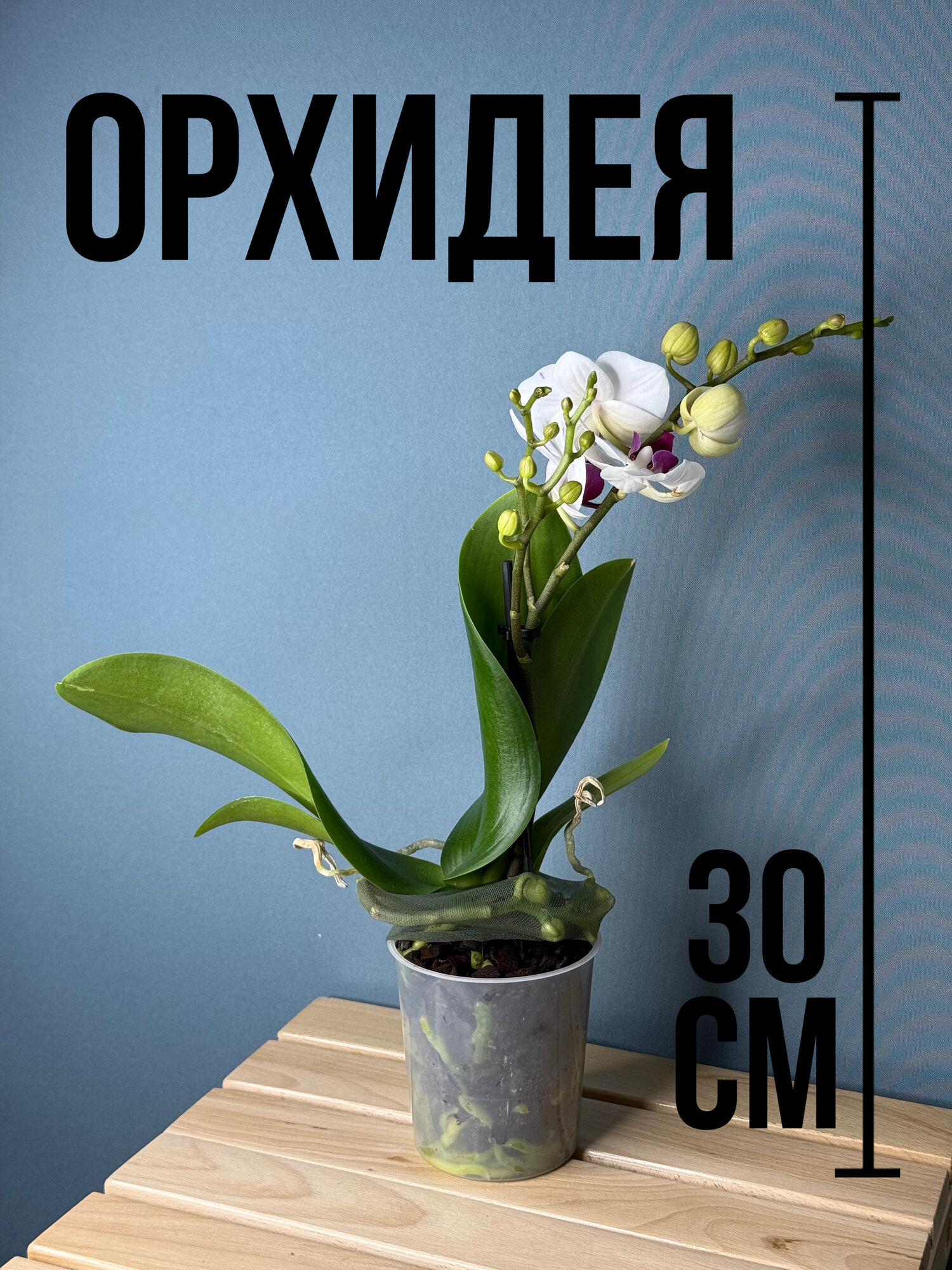 Орхидея Фаленопсис Мини (Phalaenopsis Mini) — изящное компактное растение с белыми цветами и пурпурной серединкой