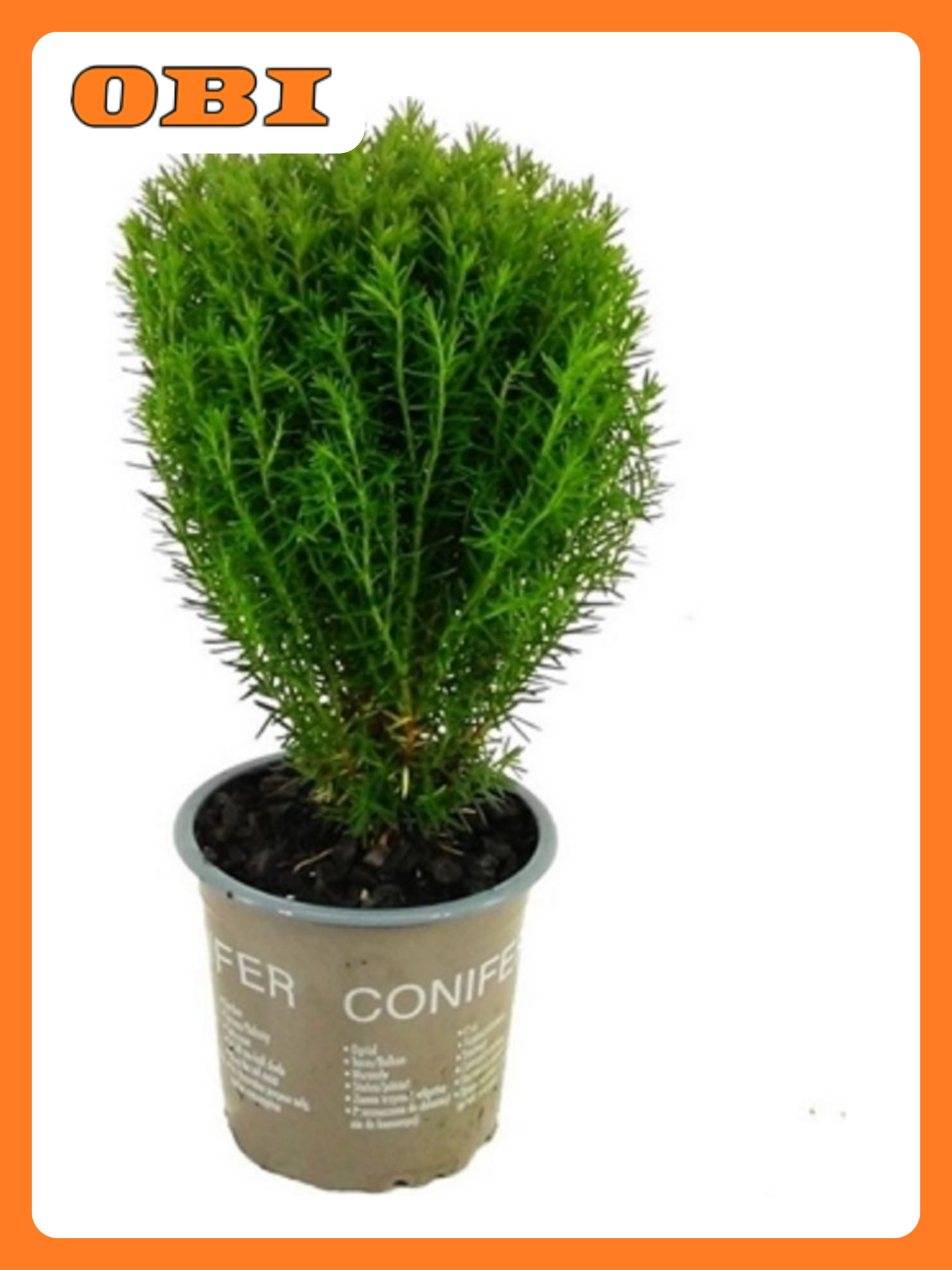 Туя западная Тедди 881611 многолетняя хвойная декоративная