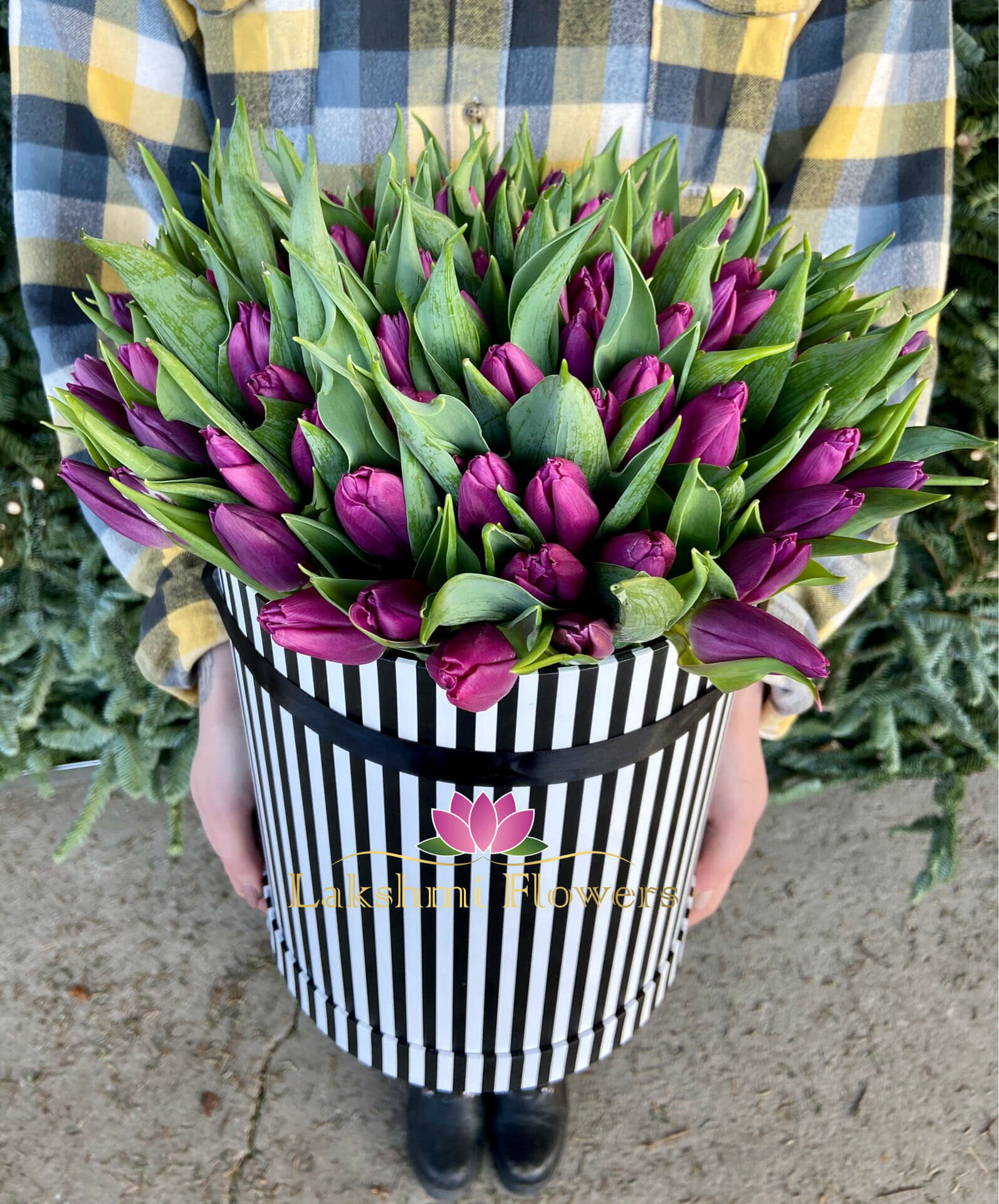 51 фиолетовый тюльпан / 51 фиолетовый тюльпан в шляпной коробке