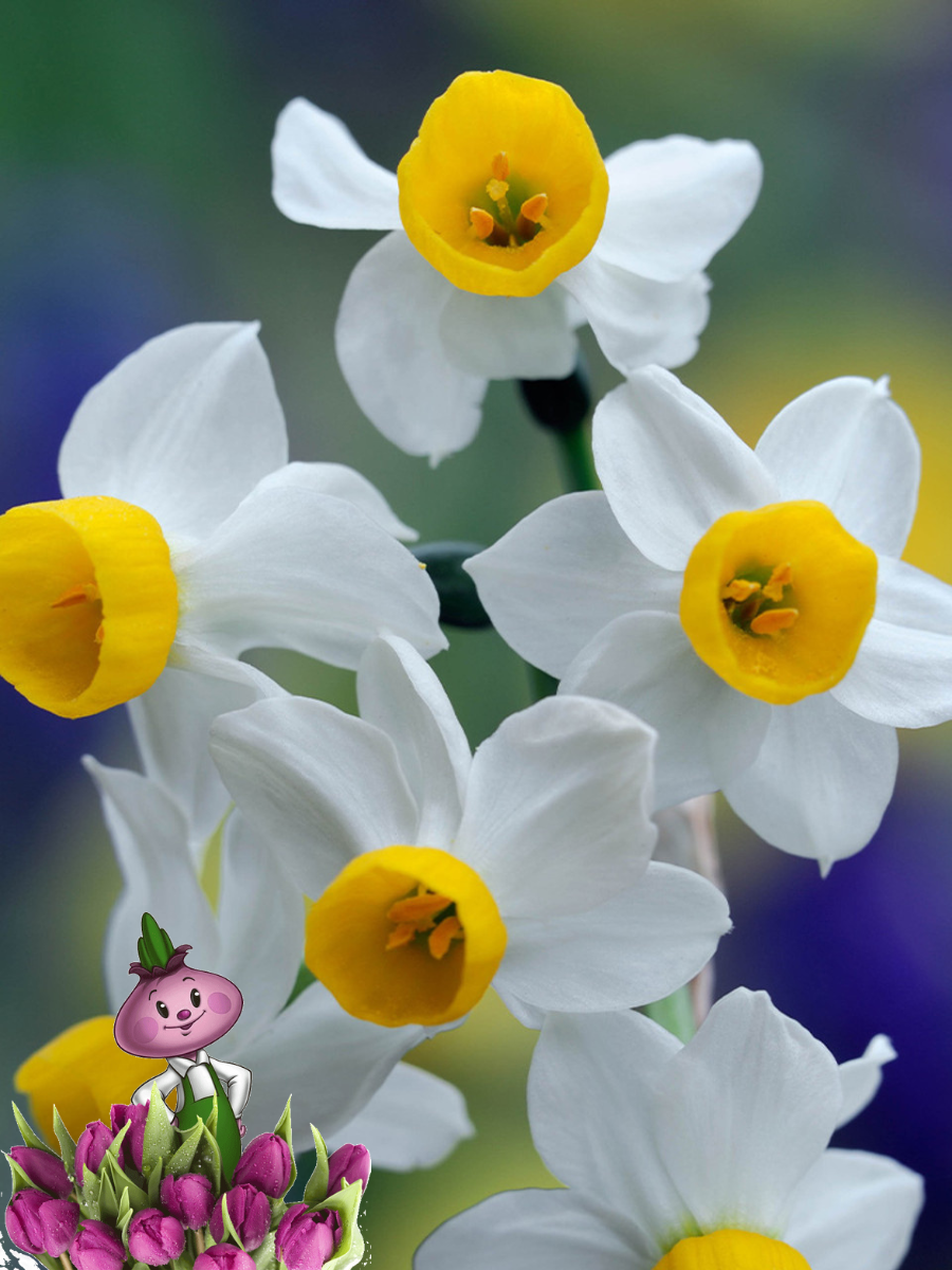 Луковицы цветов Chipollino flowers Нарцисс CANALICULATUS (3 луковицы )