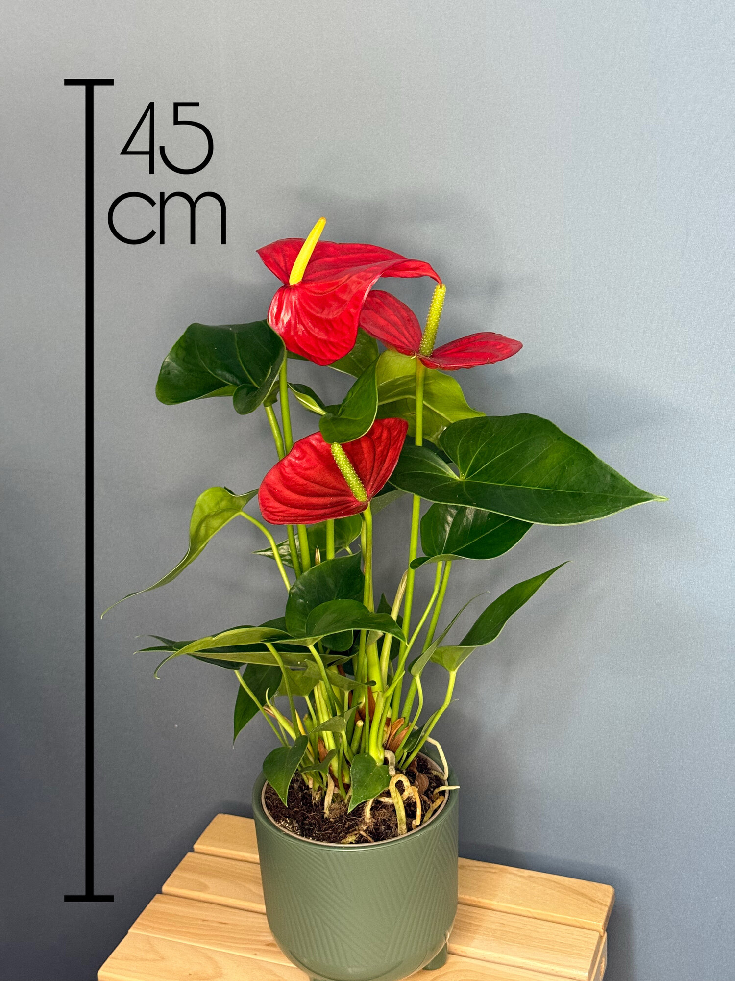 Антуриум Андреанум (Anthurium andreanum) — классическая элегантность с яркими красными прицветниками