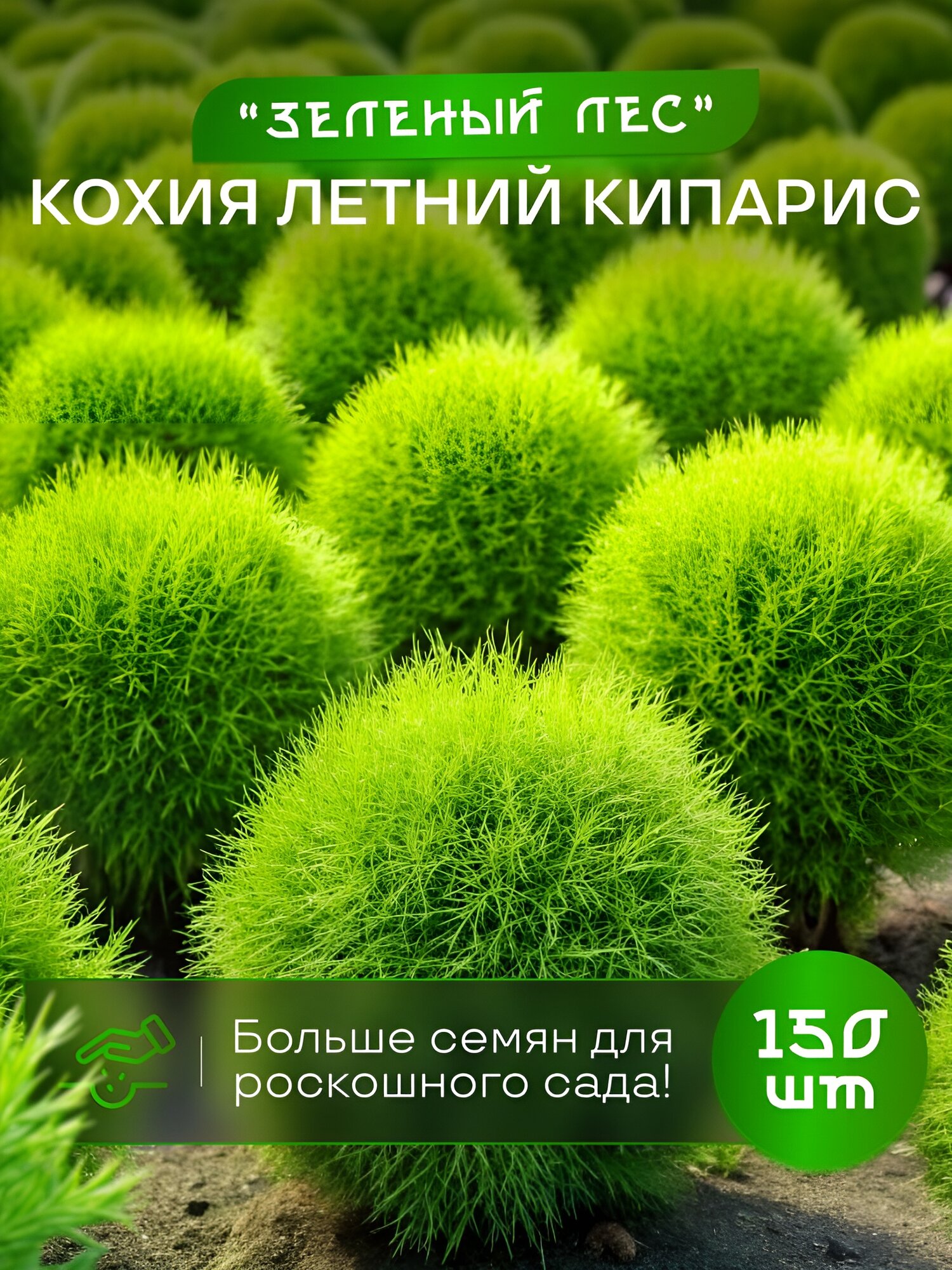 Кохия летний кипарис зеленый лес семена 150 шт