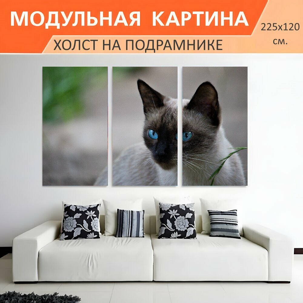 Модульная картина на холсте "Тайский кот, сиамская кошка, порода кошек" триптих на подрамнике 225х120 см. для интерьера