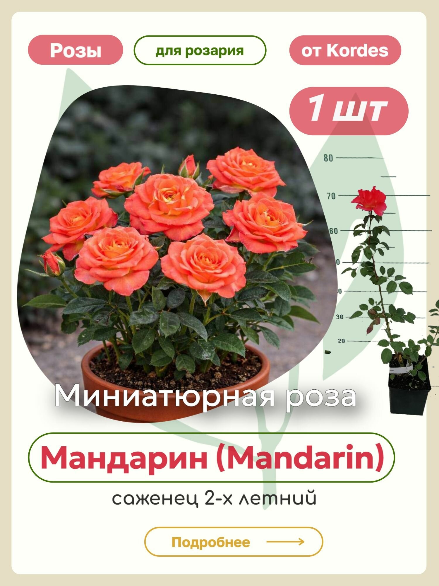 Саженцы роз Мандарин (Mandarin)