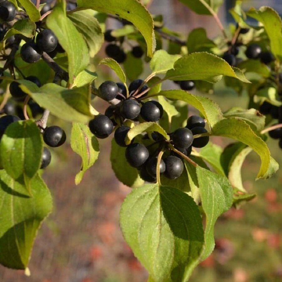 Семена Deodar SEEDS COMPANY Крушина слабительная 10 шт.