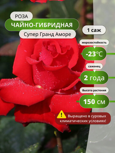Изображение товара Роза чайно-гибридная Супер Гранд Аморе (Super Grande Amore) / розы