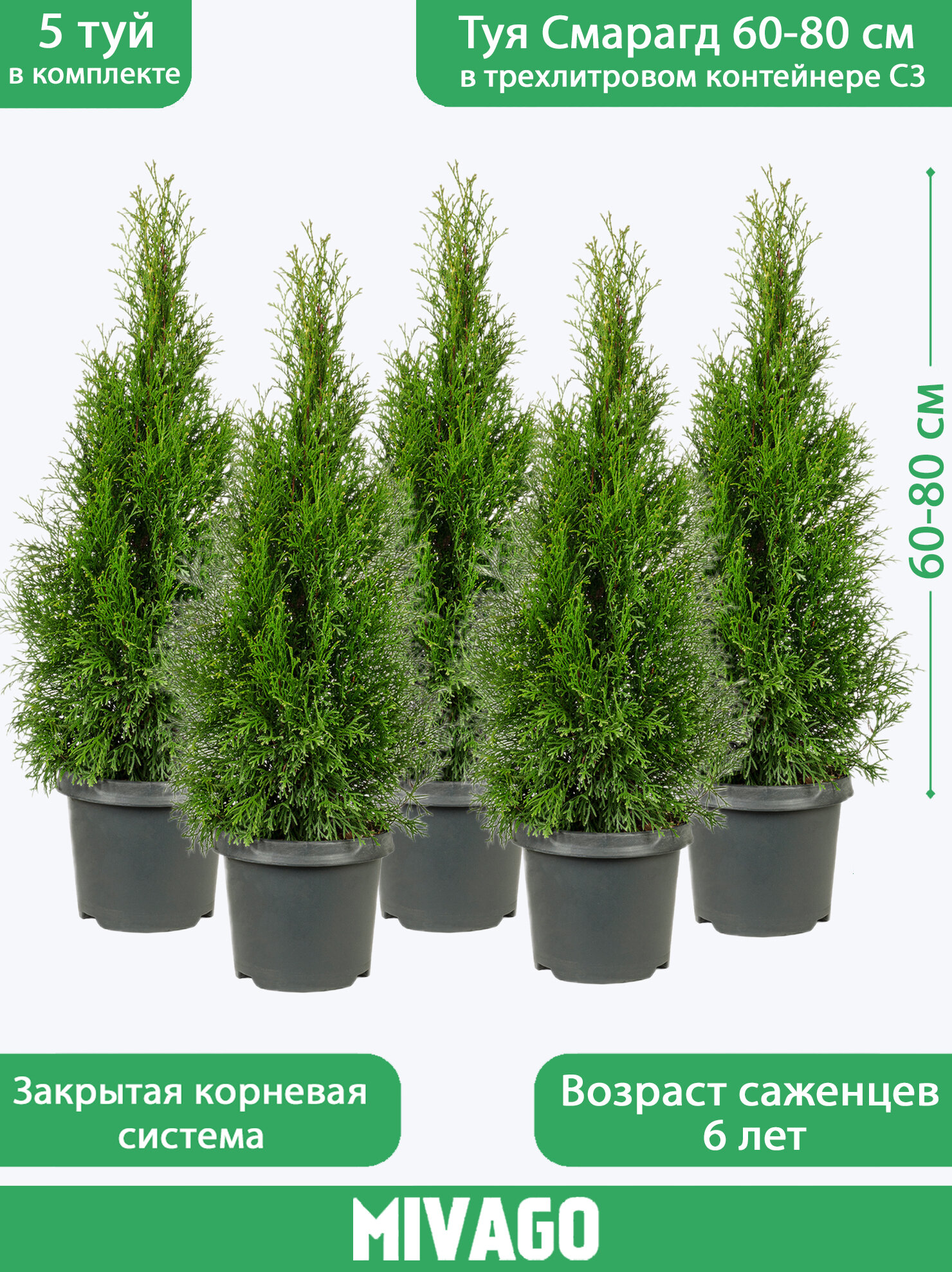 Туя западная Смарагд C3 высота 60-80 см диаметр горшка 19 см 5 саженцев