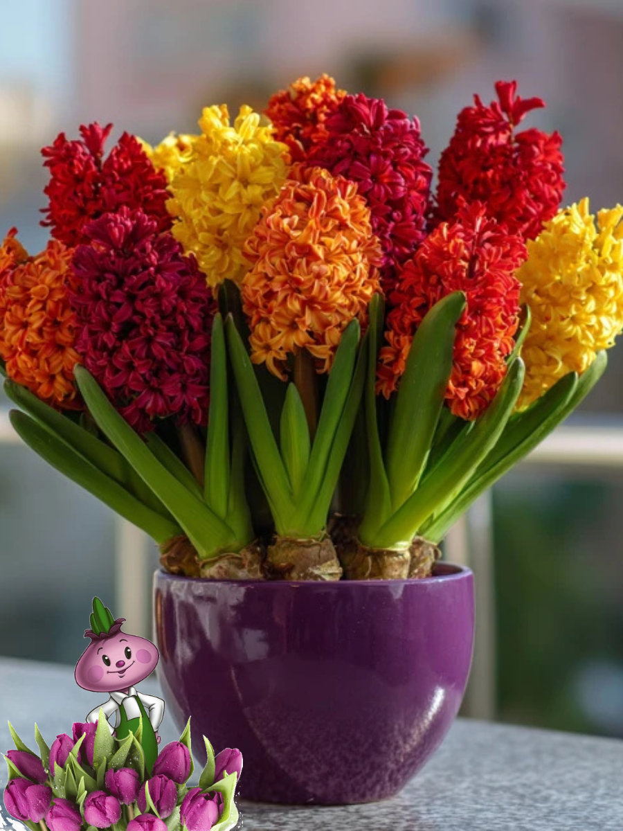 Луковицы цветов сhipollino flowers Гиацинты FIRE MIX (3 луковицы)