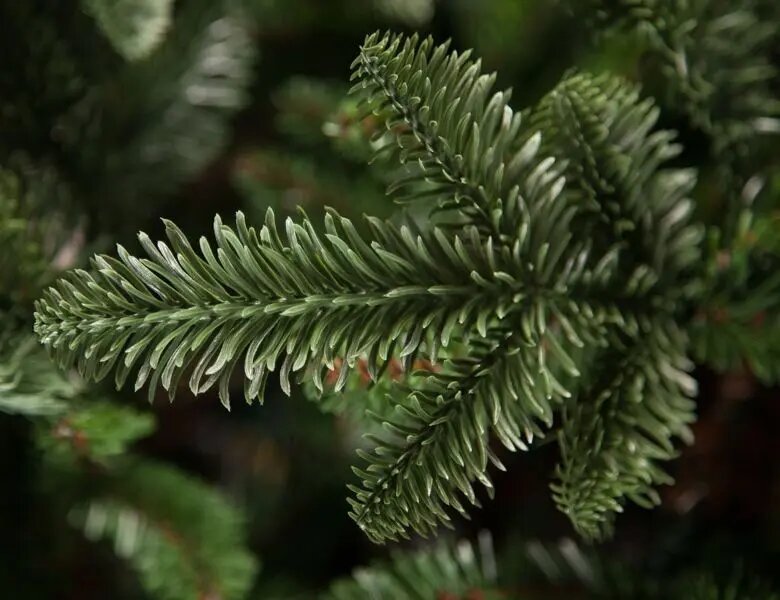 Искусственная елка Нормандия Пушистая 185 cм темно-зеленая литая + ПВХ Triumph Tree