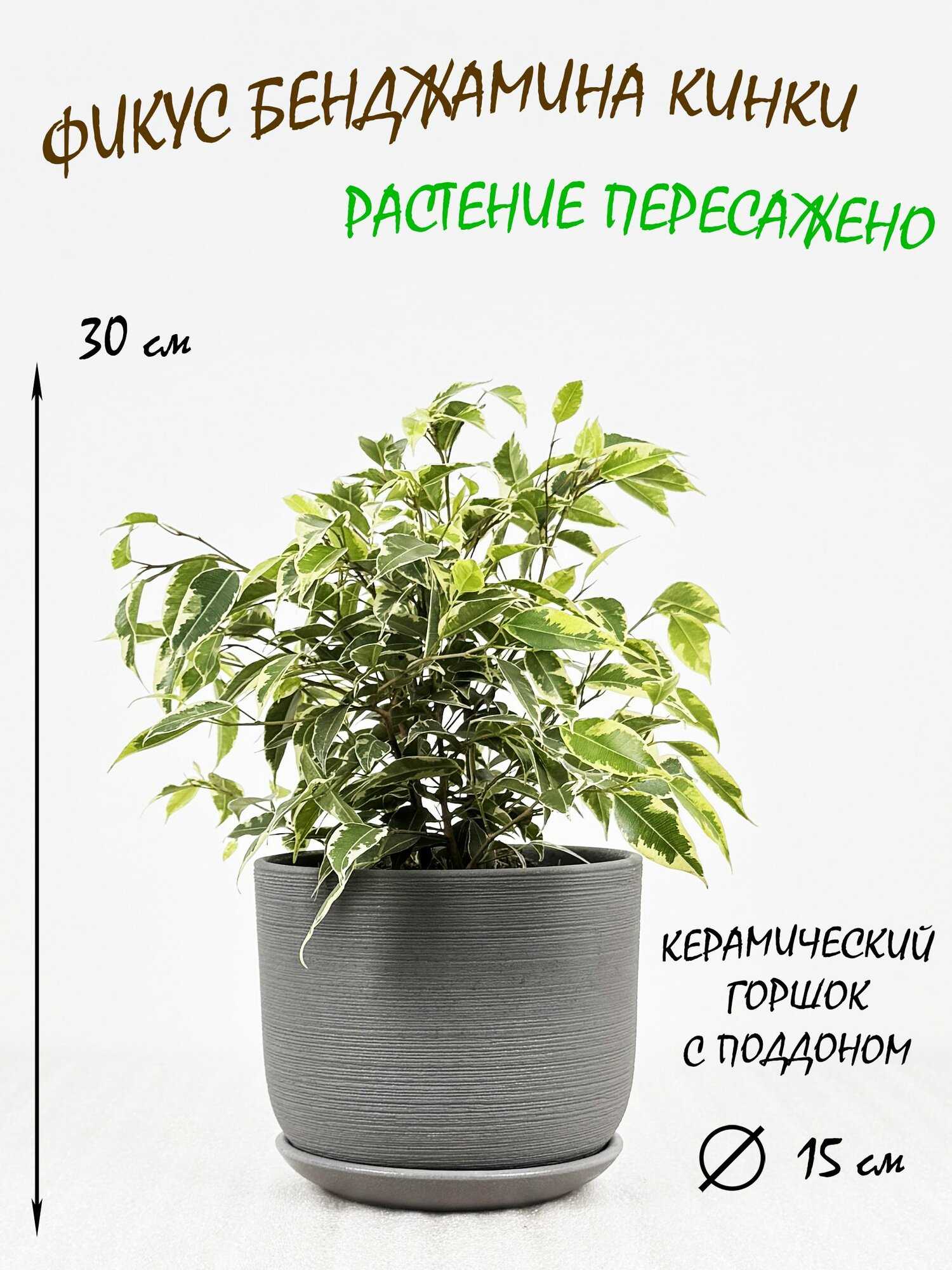 Фикус Бенджамина Кинки в сером керамическом горшке с поддоном, высота 30-35см