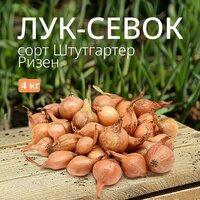 Лук севок Штутгартер Ризен 2 кг, для дачи и огорода. Урожай 2024 года
