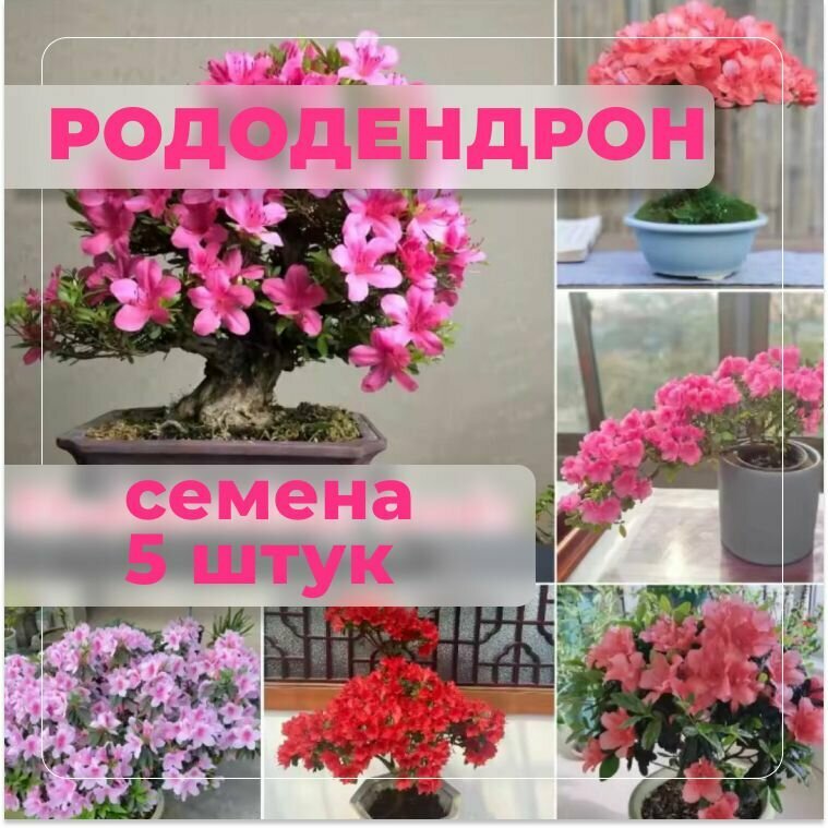 Рододендрон бонсай красивое растение для дома и сада семена 5 штук