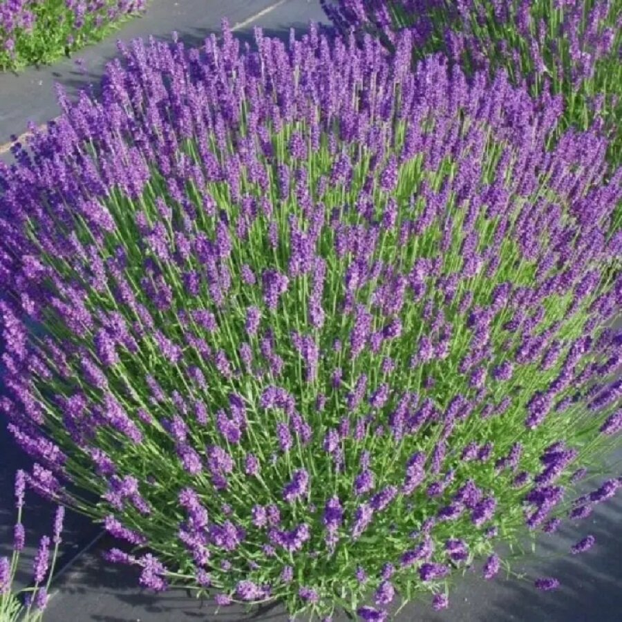 Семена Deodar SEEDS COMPANY Лаванда узколистная 50 шт.