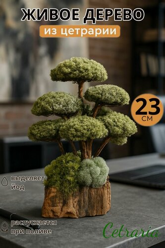 Изображение товара Декоративный бонсай из цетрарии настольное украшение