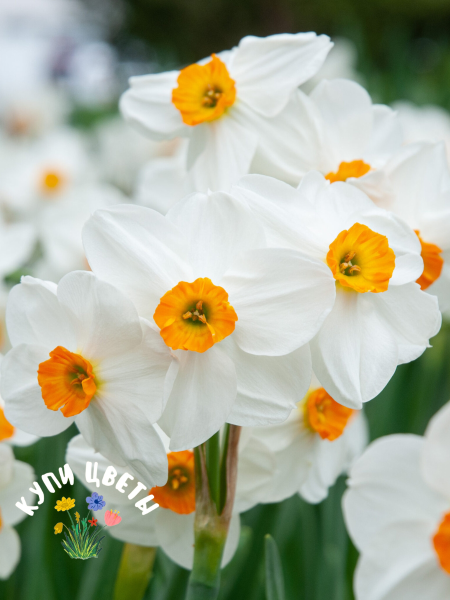 Луковицы цветов купи цветы Нарцисс Kapiti Peach (3 луковицы)