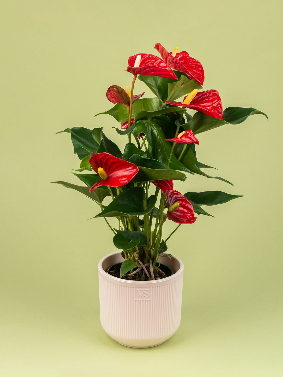 Антуриум живой цветок в кремовом кашпо Росси 19 л дм 12 см