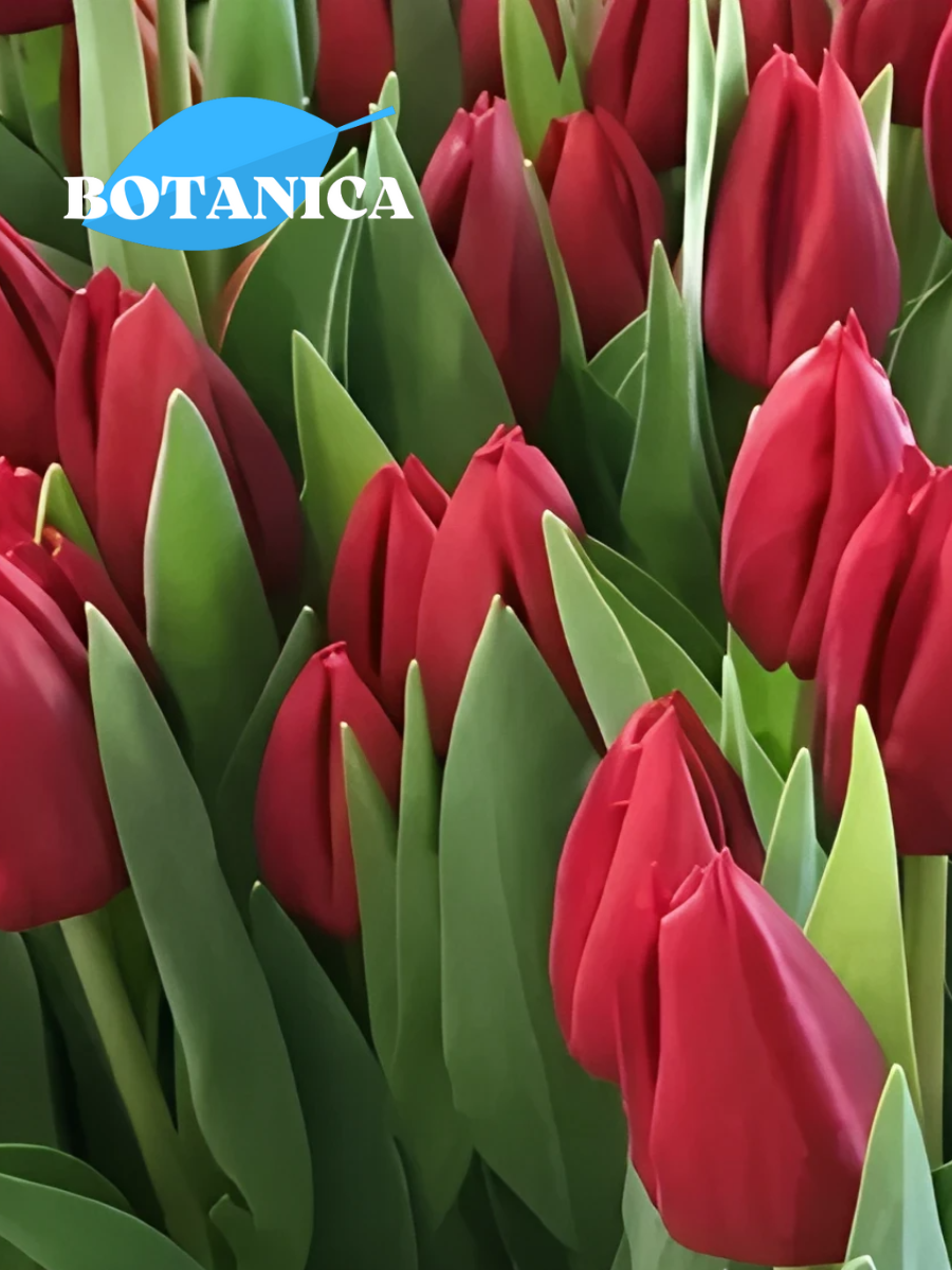Луковицы цветов, botanica garden, Тюльпан Карри 5 штук (красный)