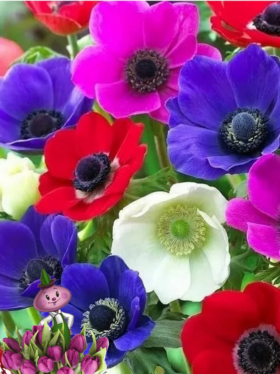 Луковицы цветов Chipollino flowers анемоны DE CAEN MIXED (20 луковиц)