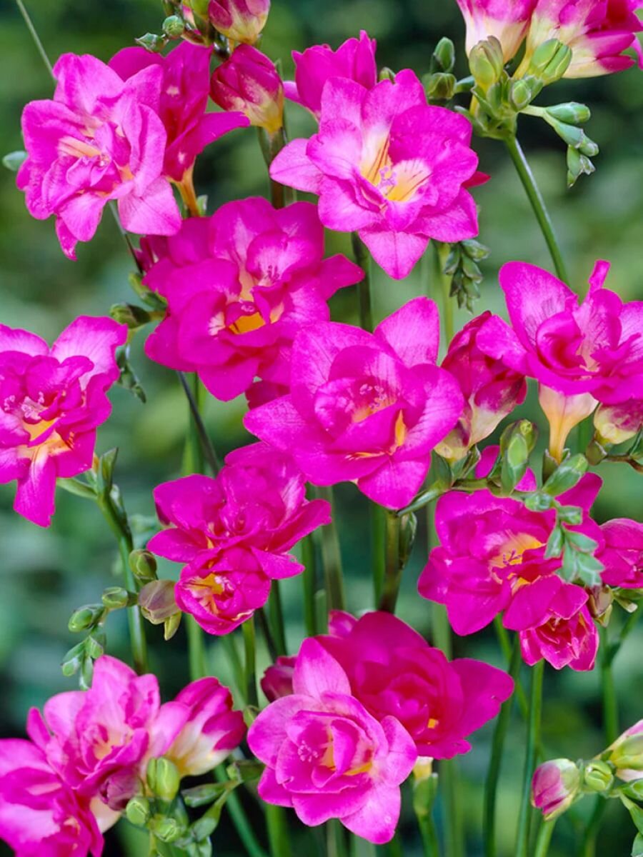 Фрезия луковицы Holland Bulb Market Дабл Пинк  многолетние  10 шт