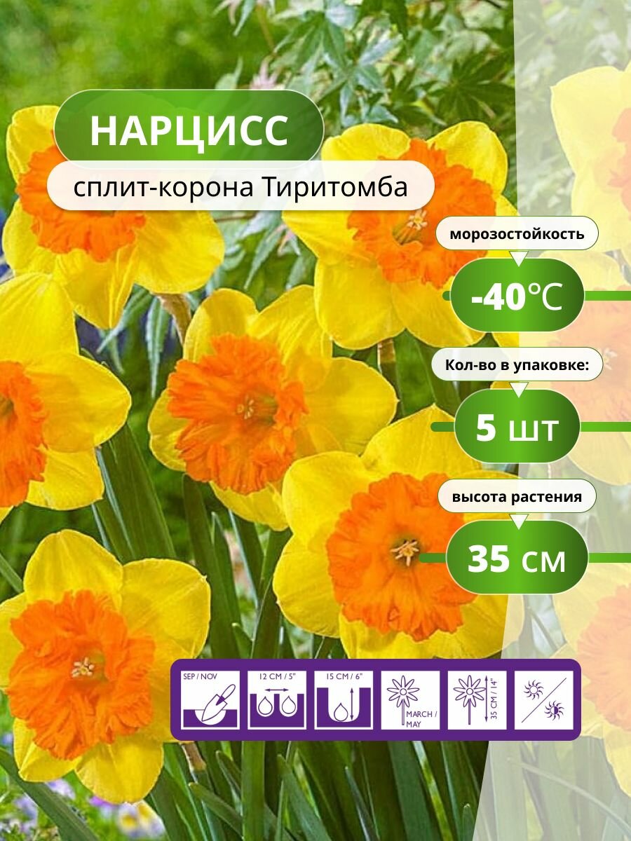 Нарцисс сплит - корона Тиритомба 5 лук / нарциссы луковицы многолетние