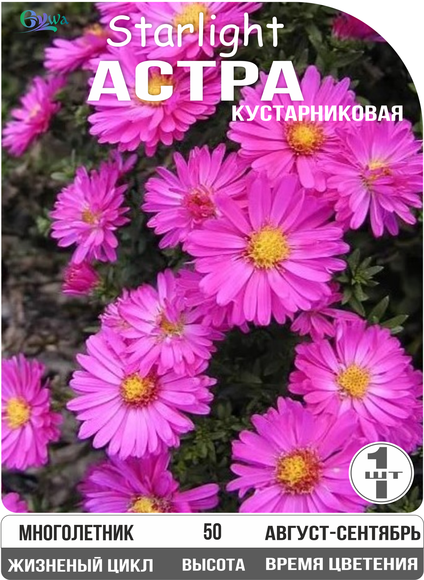 Астра кустарниковая Старлайт, корневище, многолетник, высота 50 см. 1шт