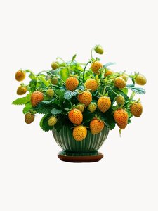 Основная фотография от вендора