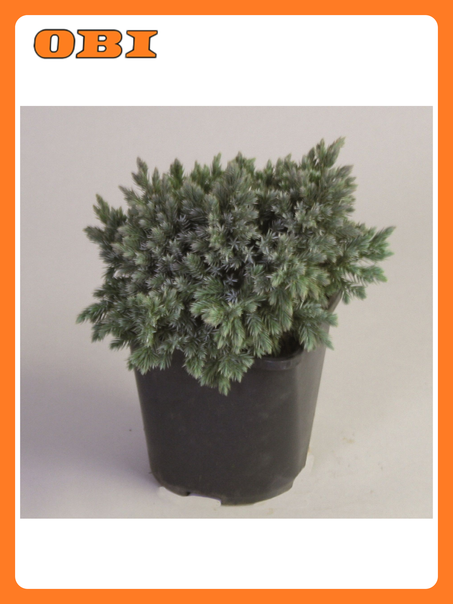 Можжевельник Блю Стар 882182 многолетнее хвойное декоративное растение