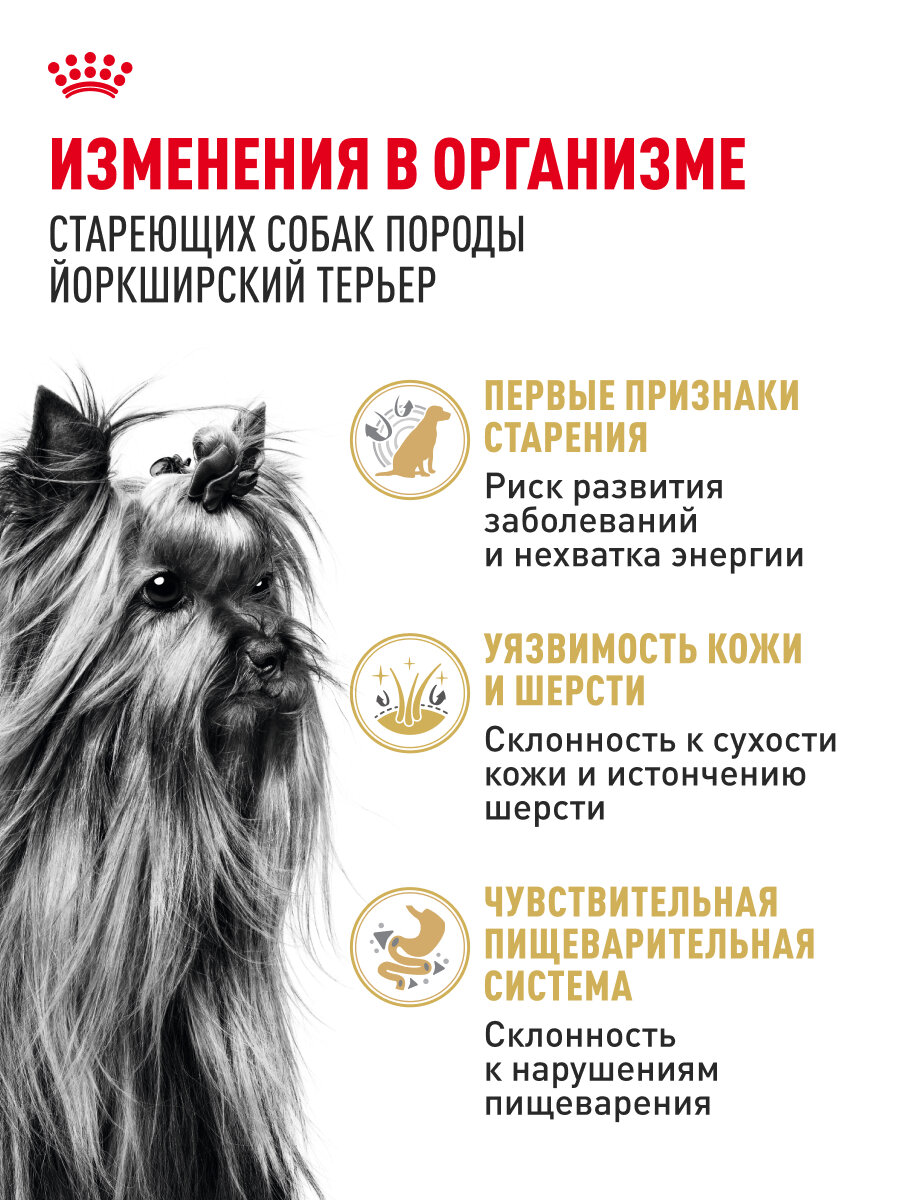 Сухой корм для собак старше 8 лет Royal Canin 8+ для породы йоркширский терьер, 1,5 кг — фото 1