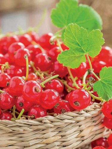 Изображение товара Смородина красная Голландская 2 шт, морозостойкая, многолетняя