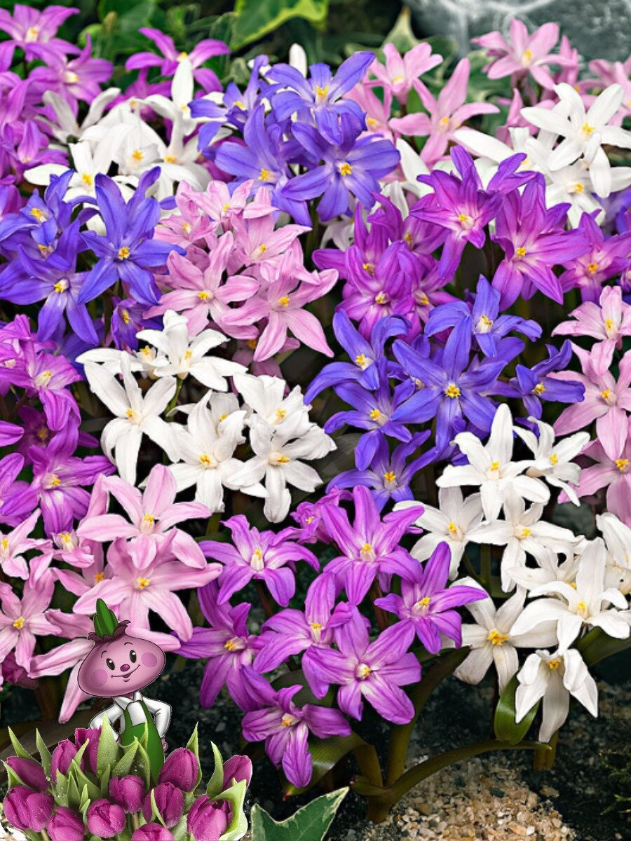 Луковицы цветов chipollino flowers хионодокса MIX (10 луковиц)