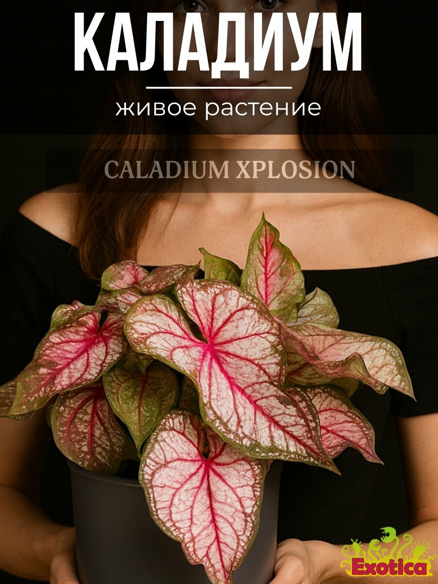 Каладиум Пинк Бьюти (Caladium Pink Beauty) D12см (луковица)