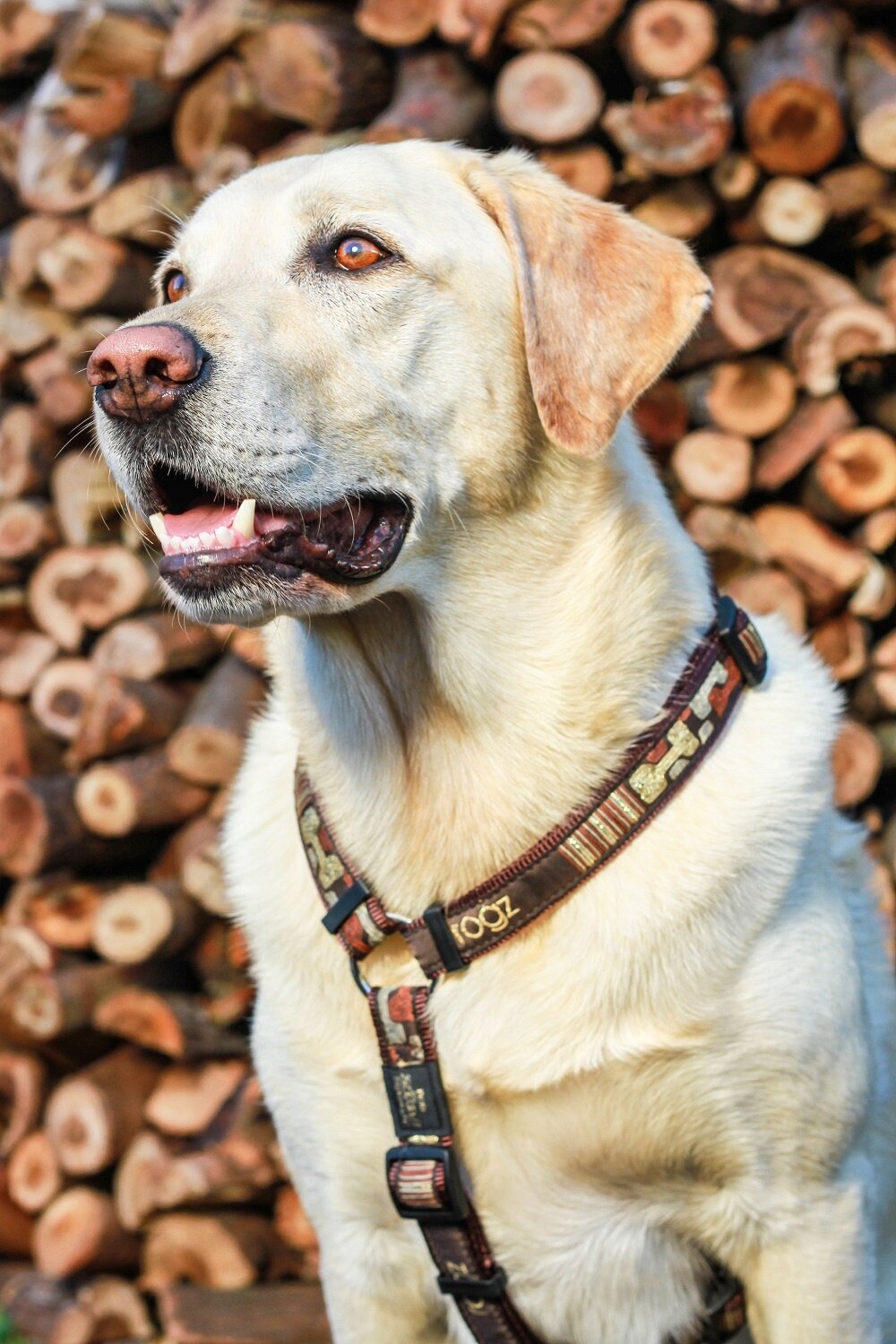 Картинки Rogz шлейка "Fancy dress", р-р S (23-37см), ш: 1,1 см, "Кофейные косточки"