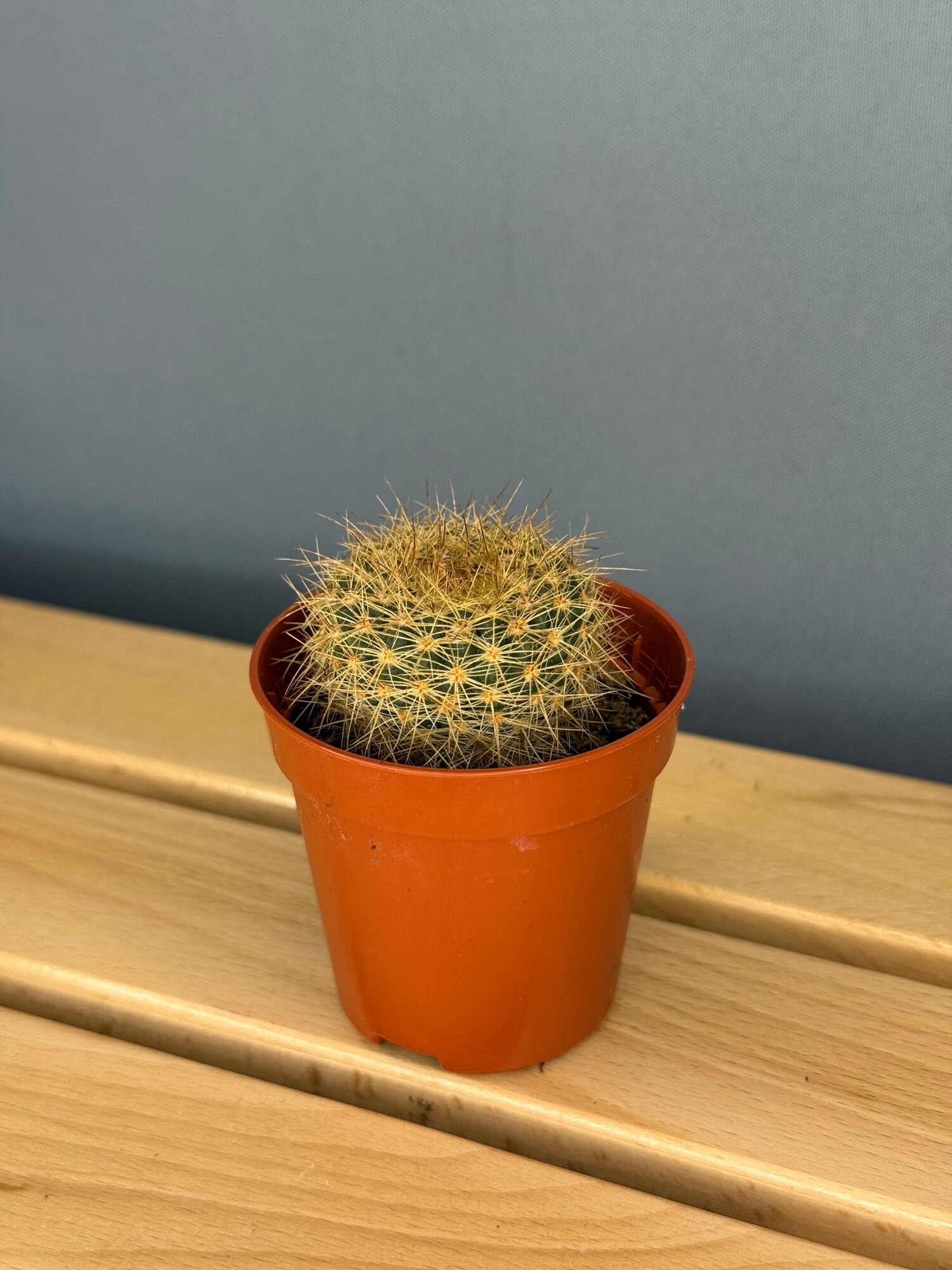 Кактус Золотой Шар (Echinocactus grusonii) — солнечный акцент для коллекции